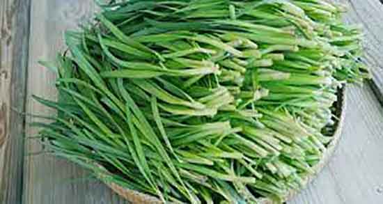 فواید تره چیست و خاصیت ضد سرطانی گیاه تره برای بدن انسان فواید تره چیست ؛ خاصیت ضد سرطانی گیاه تره برای بدن انسان