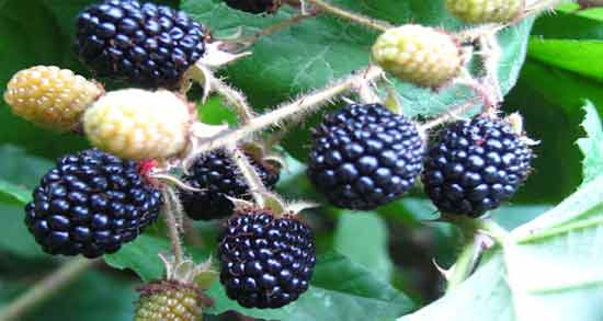 فواید تمشک برای زن باردار و بهبود رشد جنین با خوردن تمشک فواید تمشک برای زن باردار ؛ بهبود رشد جنین با خوردن تمشک