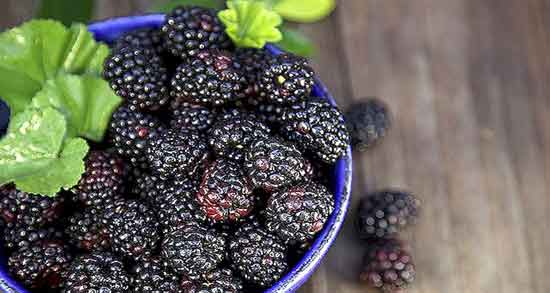 فواید تمشک برای پوست و شادابی و حفظ رطوبت پوست با خوردن تمشک فواید تمشک برای پوست ؛ شادابی و حفظ رطوبت پوست با خوردن تمشک