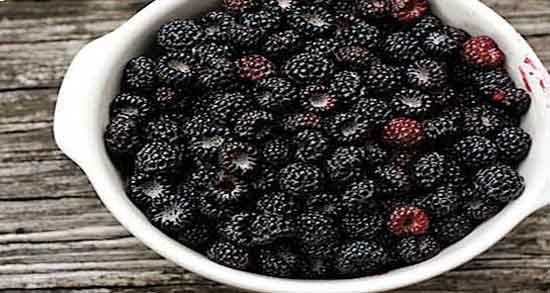 فواید تمشک و آشنایی با خواص درمانی و دارویی تمشک برای سلامتی فواید تمشک ؛ آشنایی با خواص درمانی و دارویی تمشک برای سلامتی