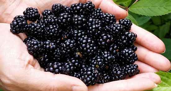 فواید تمشک چیست و بررسی خواص و ارزش غذایی تمشک برای سلامتی فواید تمشک چیست ؛ بررسی خواص و ارزش غذایی تمشک برای سلامتی