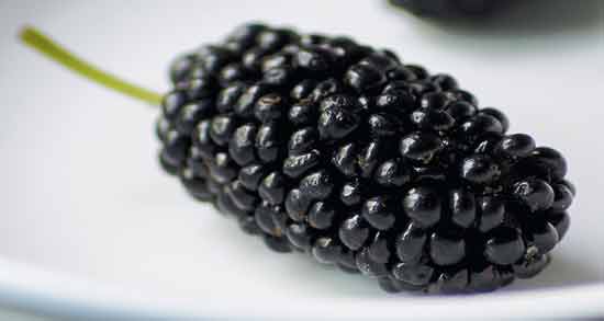 فواید توت سیاه ؛ فواید دارویی و درمانی توت سیاه برای سلامتی بدن فواید توت سیاه ؛ فواید دارویی و درمانی توت سیاه برای سلامتی بدن