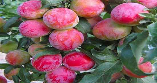 فواید خوردن آلو قرمز ؛ همه چیز درباره خاصیت درمانی مصرف آلو قرمز فواید خوردن آلو قرمز ؛ همه چیز درباره خاصیت درمانی مصرف آلو قرمز