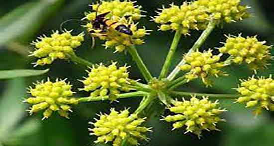 فواید خوردن آنغوزه و خواص و مضرات انغوزه برای بدن انسان چیست فواید خوردن آنغوزه ؛ خواص و مضرات انغوزه برای بدن انسان چیست