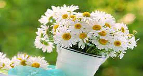 فواید دمنوش بابونه برای ریه ؛ خاصیت درمان ریه با دمنوش بابونه فواید دمنوش بابونه برای ریه ؛ خاصیت درمان ریه با دمنوش بابونه