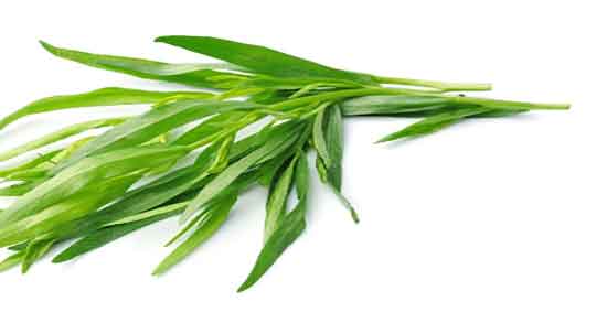 فواید دمنوش ترخون و خواص دمنوش ترخون برای درمان عفونت ادراری فواید دمنوش ترخون ؛ خواص دمنوش ترخون برای درمان عفونت ادراری