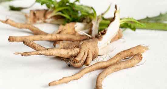 فواید ریشه کاسنی ؛ خواص ریشه کاسنی در تعیین جنسیت جنین فواید ریشه کاسنی ؛ خواص ریشه کاسنی در تعیین جنسیت جنین