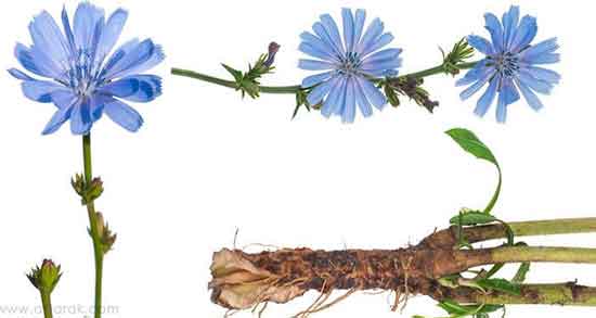 فواید ریشه کاسنی چیست ؛ خواص ریشه کاسنی در تعیین جنسیت فواید ریشه کاسنی چیست ؛ خواص ریشه کاسنی در تعیین جنسیت