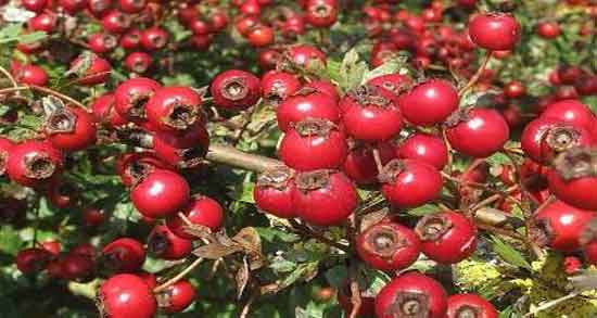 فواید زالزالک برای دیابت و کاهش میزان قند خون افراد دیابتی با خوردن زالزالک فواید زالزالک برای دیابت ؛ کاهش میزان قند خون افراد دیابتی با خوردن زالزالک