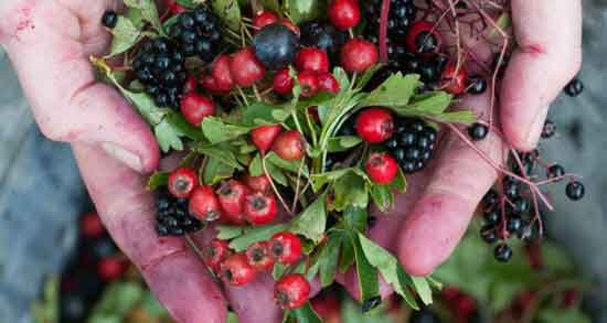 فواید زالزالک جنگلی و خواص شگفت انگیز خوردن زالزالک جنگلی برای سلامتی فواید زالزالک جنگلی ؛ خواص شگفت انگیز خوردن زالزالک جنگلی برای سلامتی