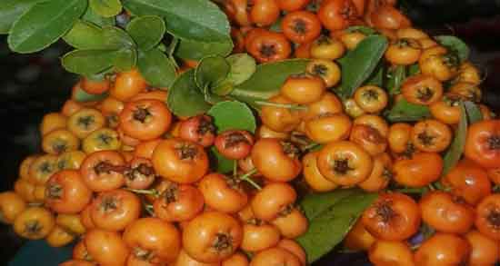 فواید زالزالک زرد و آشنایی با خاصیت درمانی زالزالک زرد برای سلامتی فواید زالزالک زرد ؛ آشنایی با خاصیت درمانی زالزالک زرد برای سلامتی