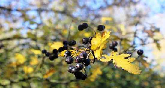 فواید زالزالک سیاه و حفظ سلامتی بدن با خوردن زالزالک سیاه فواید زالزالک سیاه ؛ حفظ سلامتی بدن با خوردن زالزالک سیاه
