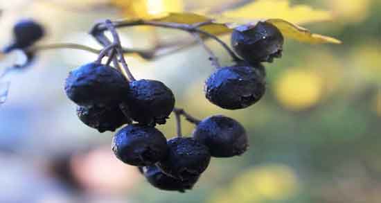 فواید زالزالک وحشی و خواص دارویی و درمانی زالزالک وحشی فواید زالزالک وحشی ؛ خواص دارویی و درمانی زالزالک وحشی