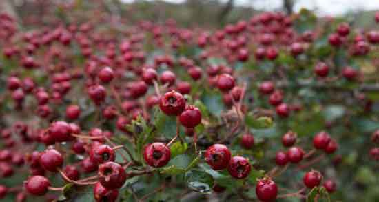 فواید زالزالک چیست و بررسی خواص و ارزش غذایی زالزالک فواید زالزالک چیست ؛ بررسی خواص و ارزش غذایی زالزالک