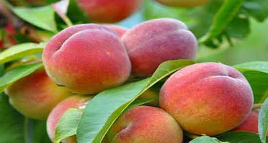 فواید شفتالو در بارداری و ارزش غذایی و خواص شفتالو برای زن باردار فواید شفتالو در بارداری ؛ ارزش غذایی و خواص شفتالو برای زن باردار