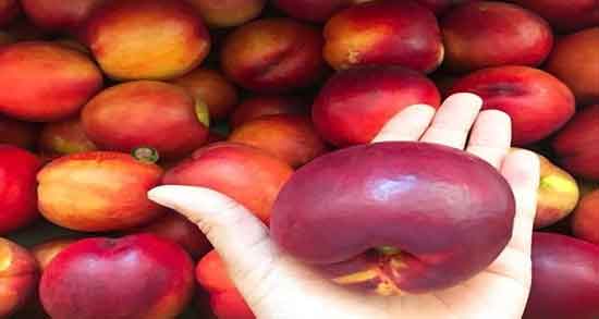 فواید شفتالو چیست و خواص بسیار زیاد شفتالو برای سلامتی فواید شفتالو چیست ؛ خواص بسیار زیاد شفتالو برای سلامتی