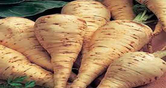 فواید شقاقل ؛ خواص مصرف گیاه شقاقل برای درمان ناباروری چیست فواید شقاقل ؛ خواص مصرف گیاه شقاقل برای درمان ناباروری چیست