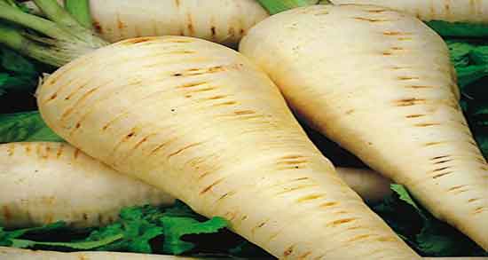 فواید شقاقل چیست و خاصیت مصرف شقاقل برای درمان عفونت رحم فواید شقاقل چیست ؛ خاصیت مصرف شقاقل برای درمان عفونت رحم