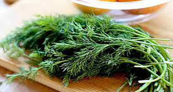 فواید شوید ؛ خاصیت مصرف شوید خشک با ماست برای لاغری فواید شوید ؛ خاصیت مصرف شوید خشک با ماست برای لاغری