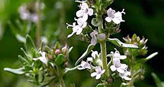 فواید عرق آویشن چیست و خواص عرق آویشن شیرازی برای قاعدگی فواید عرق آویشن چیست ؛ خواص عرق آویشن شیرازی برای قاعدگی