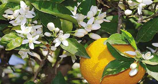 فواید عرق بهار نارنج برای لاغری ؛ خواص عرق بهار نارنج برای چربی سوزی فواید عرق بهار نارنج برای لاغری ؛ خواص عرق بهار نارنج برای چربی سوزی