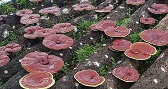 فواید قارچ گانودرما چیست ؛ مضرات و طریقه مصرف قارچ گانودرما فواید قارچ گانودرما چیست ؛ مضرات و طریقه مصرف قارچ گانودرما