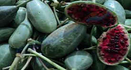 فواید هندوانه کوهی ؛ خواص هندوانه کوهی برای سینوزیت زنان و مردان فواید هندوانه کوهی ؛ خواص هندوانه کوهی برای سینوزیت زنان و مردان