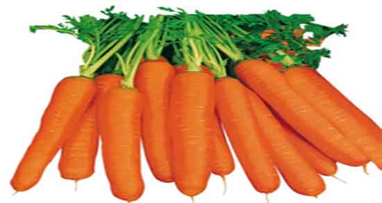 فواید هویج برای لاغری و خاصیت هویج پخته در وعده غذایی برای لاغری فواید هویج برای لاغری ؛ خاصیت هویج پخته در وعده غذایی برای لاغری