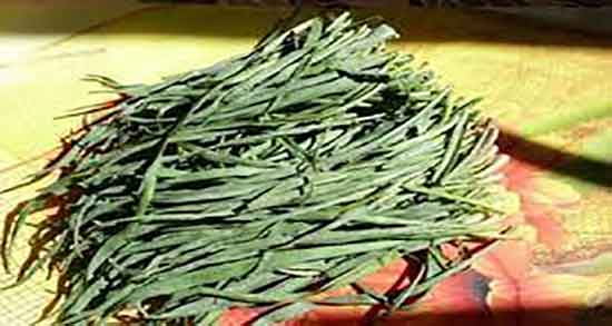 فواید و خواص شنگ و خاصیت و فواید شنگ برای بدن زنان باردار فواید و خواص شنگ ؛ خاصیت و فواید شنگ برای بدن زنان باردار