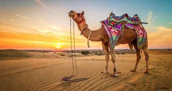 فواید و مضرات ادرار شتر ؛ همه چیز درباره خواص و مضرات مصرف ادرار شتر فواید و مضرات ادرار شتر ؛ همه چیز درباره خواص و مضرات مصرف ادرار شتر