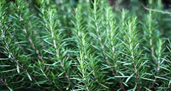 فواید و مضرات اکلیل کوهی و خاصیت و مضرات اکلیل کوهی برای بدن فواید و مضرات اکلیل کوهی ؛ خاصیت و مضرات اکلیل کوهی برای بدن