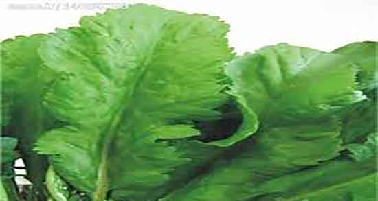 فواید و مضرات تره تیزک و خواص و عوارض مصرف تره تیزک برای بدن فواید و مضرات تره تیزک ؛ خواص و عوارض مصرف تره تیزک برای بدن