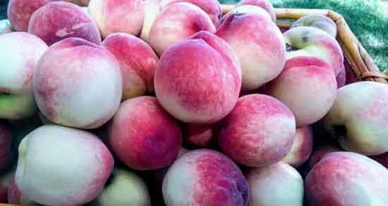 فواید و مضرات شفتالو و بررسی خواص و مضرات خوردن شفتالو برای بدن فواید و مضرات شفتالو ؛ بررسی خواص و مضرات خوردن شفتالو برای بدن