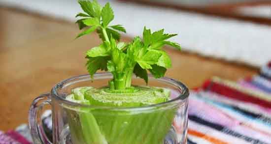 فواید و مضرات عرق کرفس ؛ خواص و عوارض عرق کرفس برای بی خوابی فواید و مضرات عرق کرفس ؛ خواص و عوارض عرق کرفس برای بی خوابی