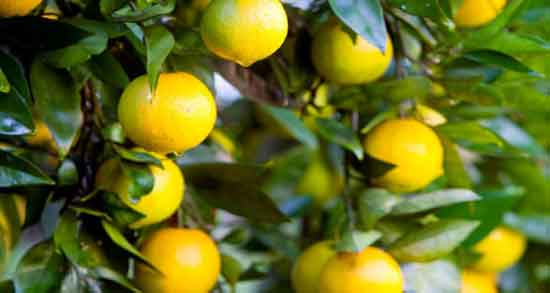 فواید و مضرات لیمو شیرین و همه چیز درباره لیمو شیرین فواید و مضرات لیمو شیرین ؛ همه چیز درباره لیمو شیرین