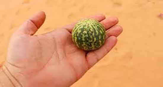 فواید و مضرات هندوانه کوهی و خواص و عوارض هندوانه کوهی چیست فواید و مضرات هندوانه کوهی ؛ خواص و عوارض هندوانه کوهی چیست