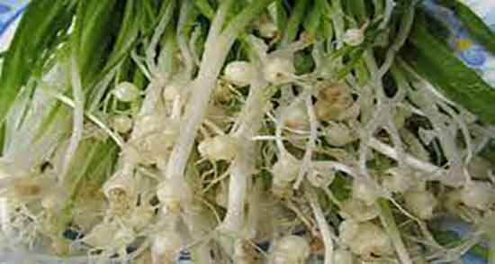 فواید و مضرات پیاز کوهی و خاصیت و عوارض مصرف پیاز کوهی چیست فواید و مضرات پیاز کوهی ؛ خاصیت و عوارض مصرف پیاز کوهی چیست