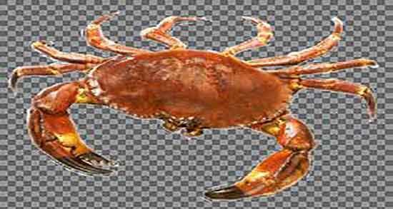 فواید و مضرات گوشت خرچنگ و خواص و مضرات گوشت خرچنگ چیست فواید و مضرات گوشت خرچنگ ؛ خواص و مضرات گوشت خرچنگ چیست