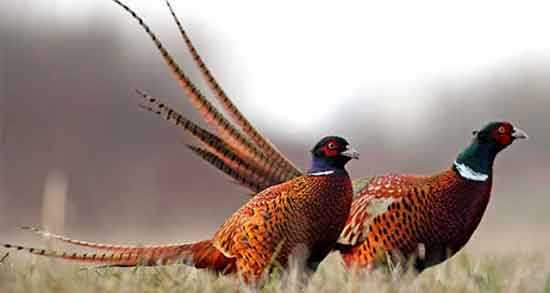 فواید و مضرات گوشت قرقاول و همه چیز درباره خواص درمانی و مضرات خوردن گوشت قرقاول فواید و مضرات گوشت قرقاول ؛ همه چیز درباره خواص درمانی و مضرات خوردن گوشت قرقاول