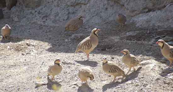 فواید و مضرات گوشت کبک و همه چیز درباره خواص و مضرات خوردن گوشت کبک برای سلامتی فواید و مضرات گوشت کبک ؛ همه چیز درباره خواص و مضرات خوردن گوشت کبک برای سلامتی