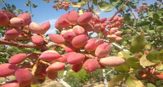 فواید پسته تازه و همه چیز درباره خواص بسیار زیاد خوردن پسته تازه برای سلامتی فواید پسته تازه ؛ همه چیز درباره خواص بسیار زیاد خوردن پسته تازه برای سلامتی