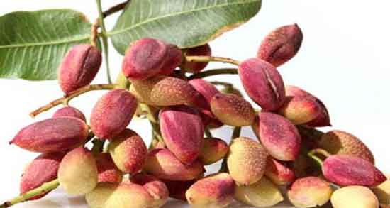 فواید پسته خام تازه و آشنایی با خاصیت خوردن پسته خام تازه برای بدن فواید پسته خام تازه ؛ آشنایی با خاصیت خوردن پسته خام تازه برای بدن