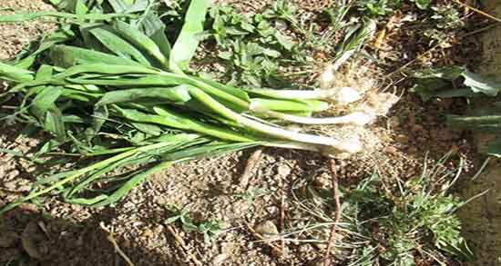 فواید پیاز کوهی و خاصیت و مضرات پیاز کوهی برای تقویت حافظه فواید پیاز کوهی ؛ خاصیت و مضرات پیاز کوهی برای تقویت حافظه