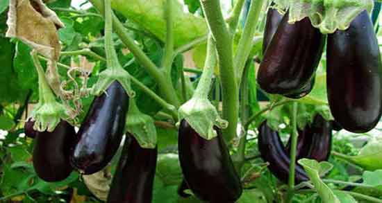 فواید کلاهک بادمجان ؛ خواص کلاهک بادمجان برای بیماری بواسیر فواید کلاهک بادمجان ؛ خواص کلاهک بادمجان برای بیماری بواسیر