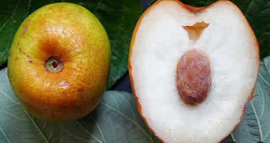 فواید کنار برای بدن ؛ میوه کنار به عنوان یکی از بهترین میوه ها برای سم زدایی خون و بدن فواید کنار برای بدن ؛ میوه کنار به عنوان یکی از بهترین میوه ها برای سم زدایی خون و بدن