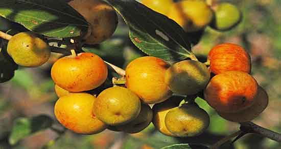 فواید کنار و آشنایی با خواص و فواید درمانی مصرف کنار فواید کنار ؛ آشنایی با خواص و فواید درمانی مصرف کنار