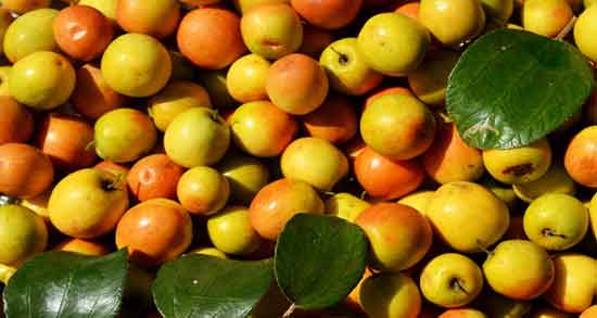 فواید کنار چیست و میوه کنار سرشار از ویتامین C، ویتامین K و ویتامین D فواید کنار چیست ؛ میوه کنار سرشار از ویتامین C، ویتامین K و ویتامین D