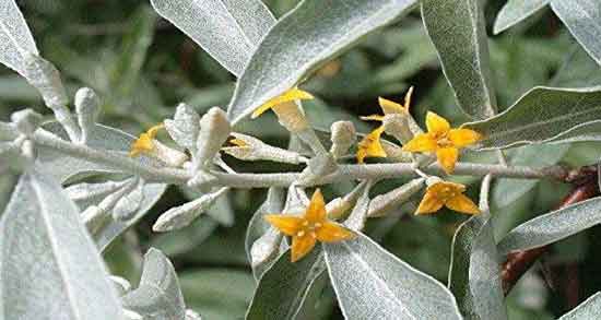 فواید گل سنجد و آشنایی با خاصیت درمانی گل سنجد برای سلامتی فواید گل سنجد ؛ آشنایی با خاصیت درمانی گل سنجد برای سلامتی