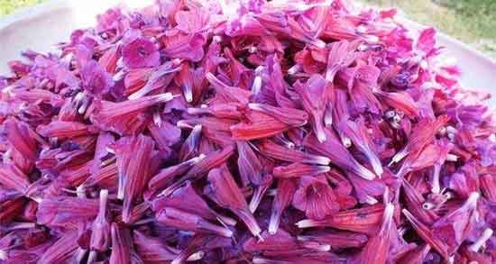 فواید گل گاوزبان برای لاغری و بهترین روش مصرف گل گاوزبان برای لاغر شدن فواید گل گاوزبان برای لاغری ؛ بهترین روش مصرف گل گاوزبان برای لاغر شدن