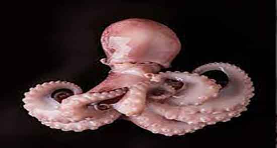 فواید گوشت اختاپوس و ایا مصرف گوشت اختاپوس برای زنان باردار مفیده فواید گوشت اختاپوس ؛ ایا مصرف گوشت اختاپوس برای زنان باردار مفیده